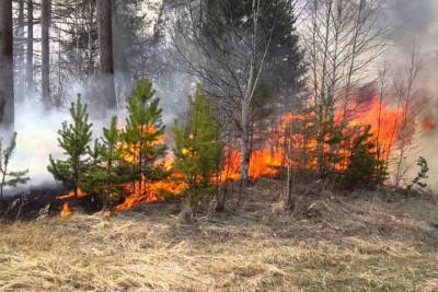 Удмуртия в огне: 200 га сухой травы сгорело в регионе