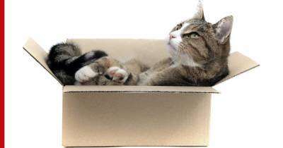 Необъяснимая страсть: почему кошки любят сидеть в коробках
