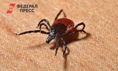 В Новосибирской области вдвое выросло число пострадавших от укусов клещей