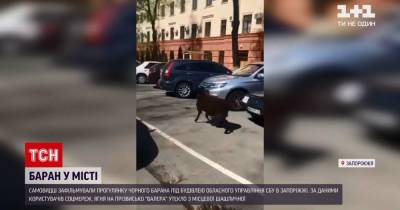 Черный барашек разгуливал под областным управлением СБУ в Запорожье: видео