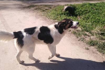 Собаке, которую привязали к дереву в Оленинском округе, ищут хозяина