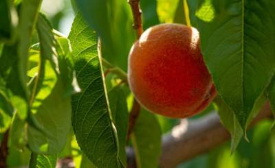 Недобор урожая персиков и абрикосов возможен в Крыму из-за "климатических качелей"