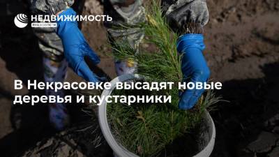 В Некрасовке высадят новые деревья и кустарники