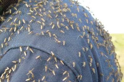 Петербуржцев предупредили о нашествии комаров
