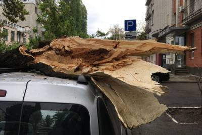 Упавшее в Саратове дерево покорежило четыре автомобиля