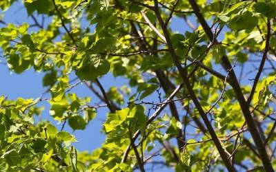 Более 130 деревьев и 2300 кустарников высадят в Некрасовке