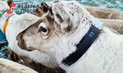 Ямальские ученые изучат питание оленей в новых условиях Арктики
