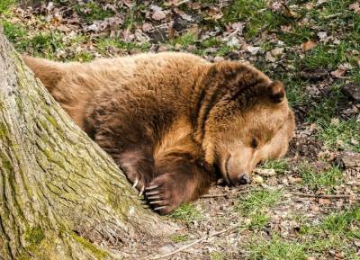 Медведь растерзал вырубавшего томский лес бизнесмена