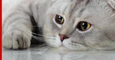 Депрессии и угнетенное состояние: как справиться с негативными эмоциями у кошек