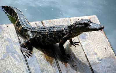 На побережье Кирилловки нашли мертвого крокодила