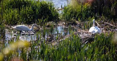 Фото дня: история лебединой семьи на озере в Калининграде