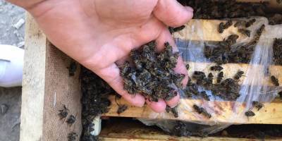 Пчеловоды отправили 8 млн пчел из Иршавы и Виноградова, но те задохнулись - Что говорит Смелянский и Укрпочта - ТЕЛЕГРАФ