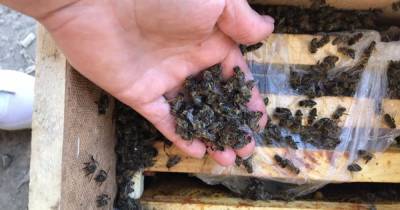 Из Закарпатья 8 миллионов пчел отправили Укрпочтой: все насекомые погибли (фото) (8 фото)