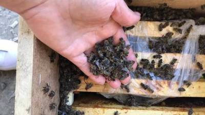 8 млн пчел погибли на Закарпатье во время доставки грузовиком "Укрпочты"