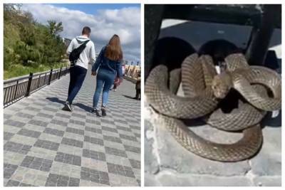 На одесском пляже встретили огромную змею, кадры: "Они до таких размеров вырастают?"