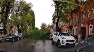 Дерево рухнуло на машины и перегородило улицу в Саратове. Видео