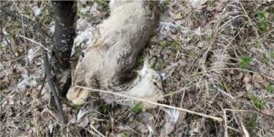 В Красноярском крае найдено более 30 мёртвых косуль