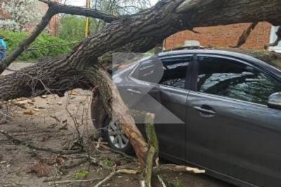 На улице Братиславской в Рязани на машину упало дерево
