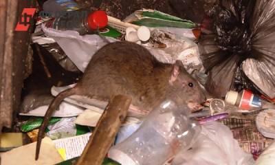 На Южном Урале массово жалуются на вывоз мусора: до крыс дожили