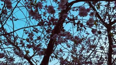Цветение сакуры в Петербурге ждут еще в 16 садах и парках