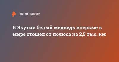 В Якутии белый медведь впервые в мире отошел от полюса на 2,5 тыс. км