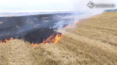 Шашлычники, фермеры, лесорубы. Почему горит Ульяновская область