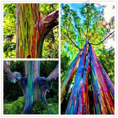 Одно из самых необычных деревьев в мире — эвкалипт радужный