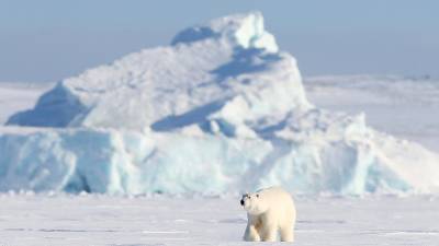 В Якутии белый медведь впервые в истории отошел на 2,5 тыс. км от полюса