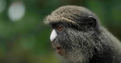 Самки обезьян используют самцов как “наемников” для защиты от хищников, - ученые - focus.ua - Конго