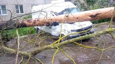 Деревья уже падают: в Москве гроза с дождем и сильный ветер