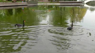 В Парке Горького выпустили черных лебедей