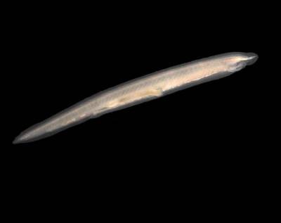 Ученые: Жившие 500 млн лет назад безголовые, бессердечные и бескостные «рыбы» существуют до сих пор