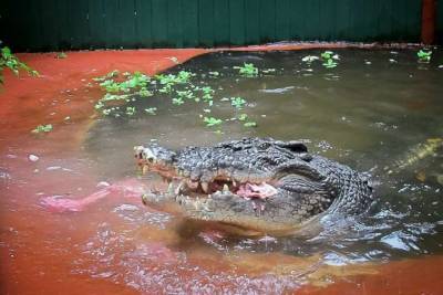 В Запорожской области нашли мертвого крокодила