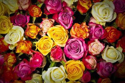 В Петербурге уничтожили сотни роз из Кении