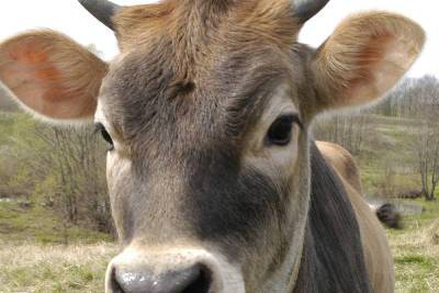 Индусы решили защищаться от коронавируса навозом коров