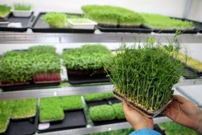 Агрономы перечислили полезные свойства микрозелени