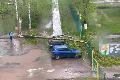 Из-за урагана в Рязани на припаркованные автомобили рухнуло дерево