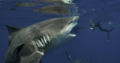 Дайвер у побережья Флориды столкнулся с аномально огромной акулой-быком и сделал редкие снимки