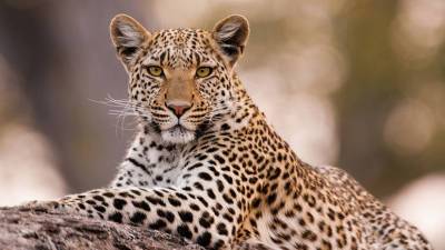 Спасти от вымирания: как геномное исследование поможет восстановить популяцию амурских леопардов