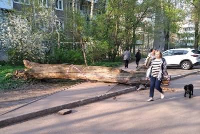 На тротуар в Твери упало старое дерево