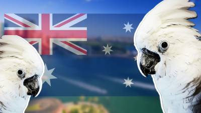 Армия диких попугаев атаковала Австралию (видео)