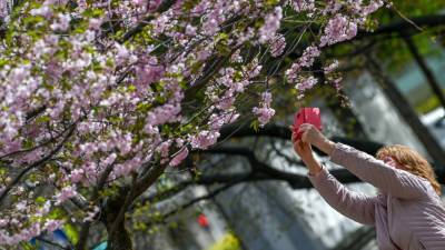 Названы места в Петербурге, где можно полюбоваться цветущей сакурой