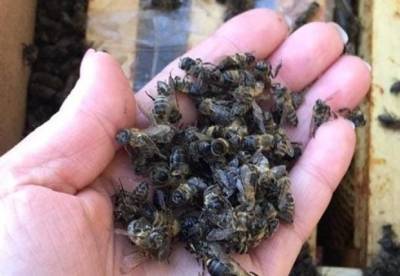 На Закарпатье погибли миллионы пчел при пересылке Укрпочтой (фото)