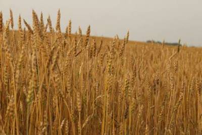 Экспорт пшеницы из РФ в 2021-22 сельхозгоду может стать вторым в истории - Минсельхоз США