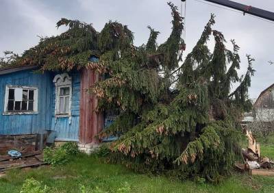 В Полянах из-за урагана на жилой дом рухнула ель