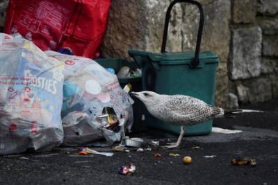 В Австрии мусоровоз задавил спавшего в мусорной баке мальчика