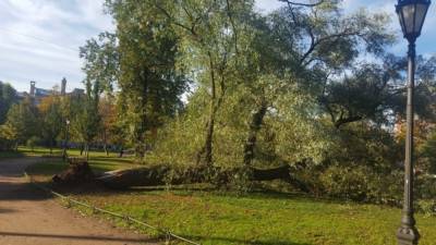 Упавшее дерево насмерть придавило пенсионерку в Подмосковье