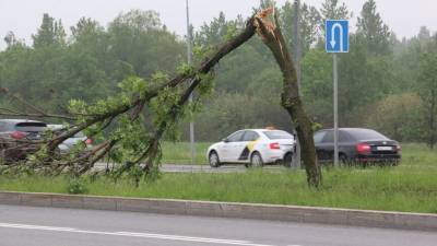 Поваленное ветром дерево насмерть придавило пенсионерку в Подмосковье