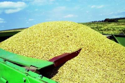 В США спрогнозировали высокий урожай пшеницы в России