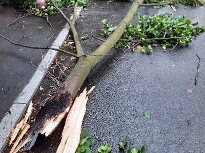 Дерево убило пенсионерку в Подмосковье во время непогоды